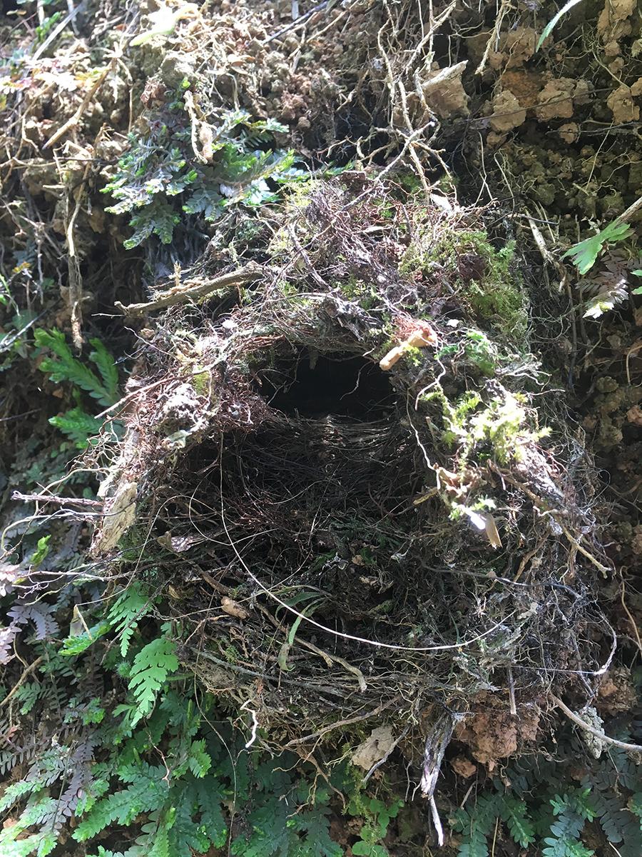 Dome-shaped bird nest made of mosses and vegetation