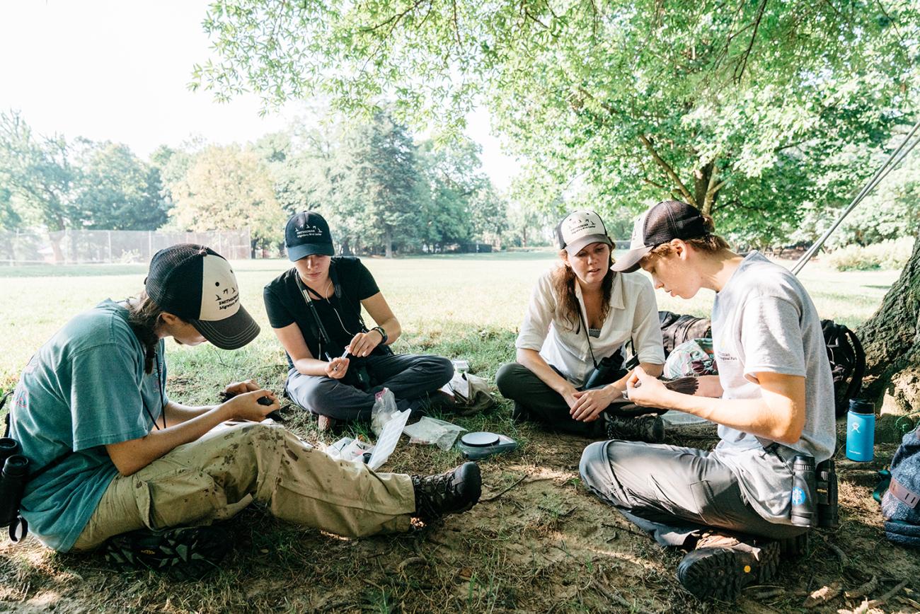 A group of four scientists sitting on the ground examining gray catbirds