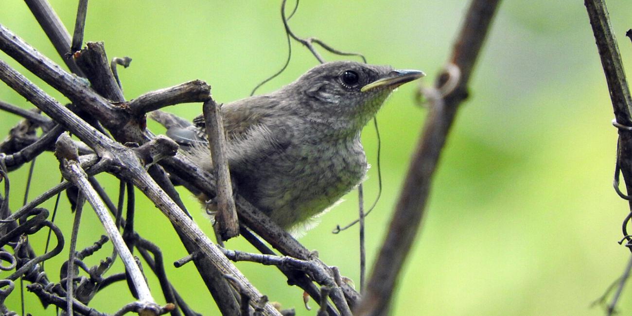 young wren in a tangle of vines
