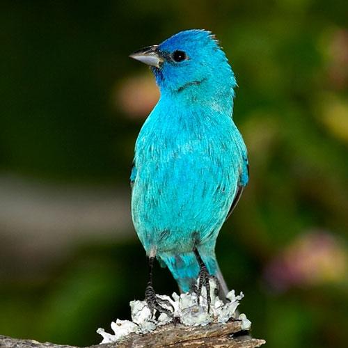 brightly-colored bird