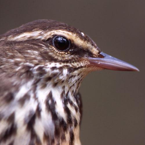 closeup of a small bird with a skinny beak