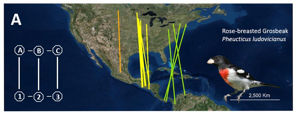 A map showing bird migration routes