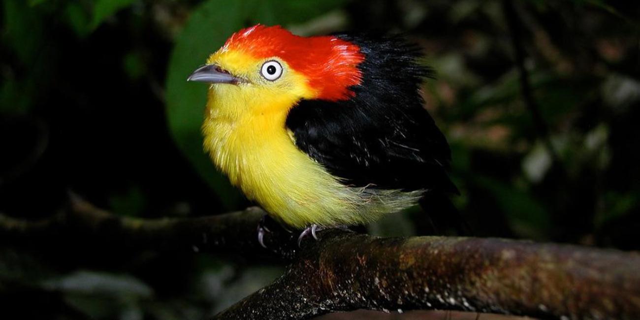 a brightly-colored tropical bird, called a wire-tailed manakin, perched on a branch