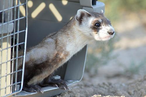 black footed ferret peeks out of open door of carrier at release time 