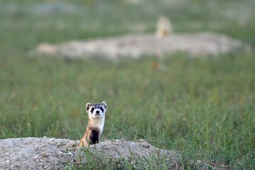 black footed ferret after release in field