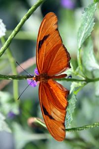 orange butterfly 