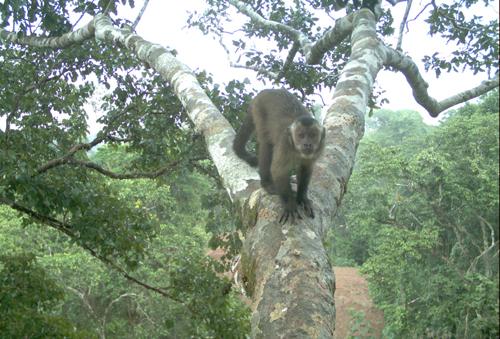 Brown capuchin monkey caught by the camera