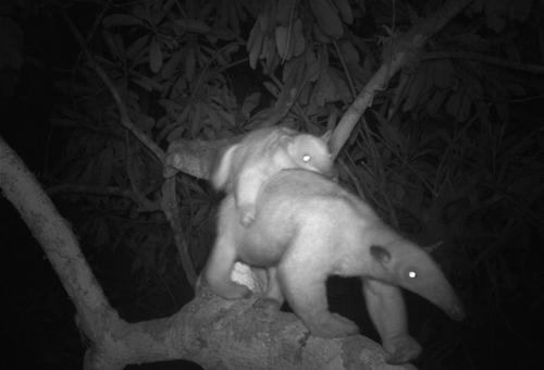 Southern tamandua caught by the camera with her baby on her back