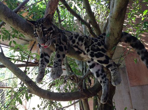 Clouded Leopard cub in a tree