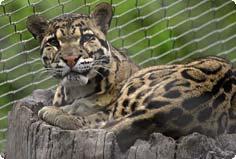 clouded leopard in enclosure