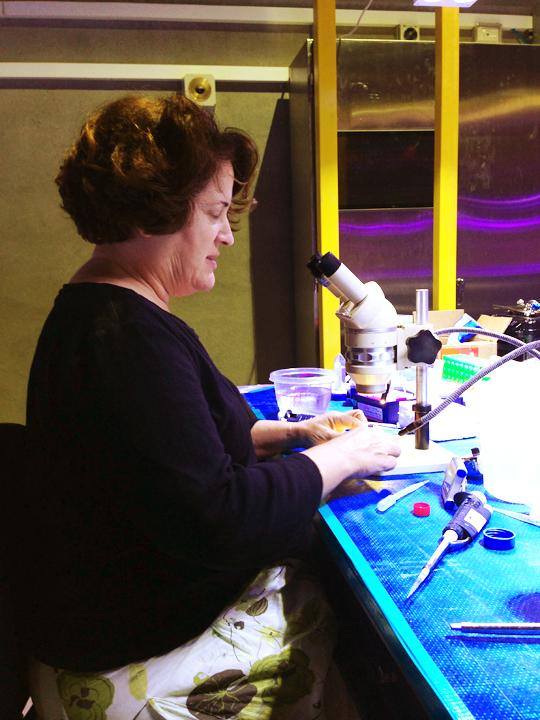 Mary Hagedorn examines coral embryos that were fertilized with cryopreserved sperm.