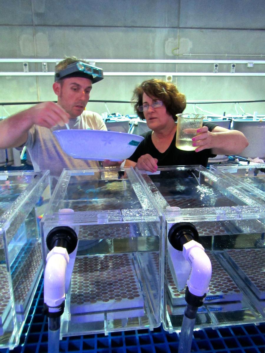 Mary and Mike work with coral tanks