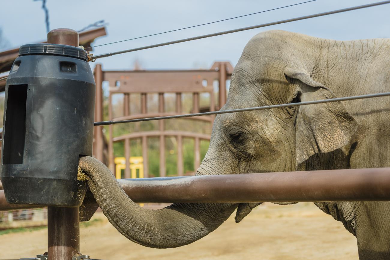 elephant grabbing food out of an puzzle feeder with its trunk