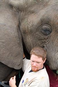 Gue reaches under elephant's ear to perform field surgery