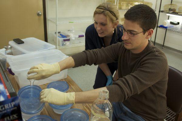 Matt Becker prepares probiotic baths for frogs
