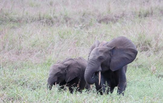 elephants in Gabon, a female and young elephant