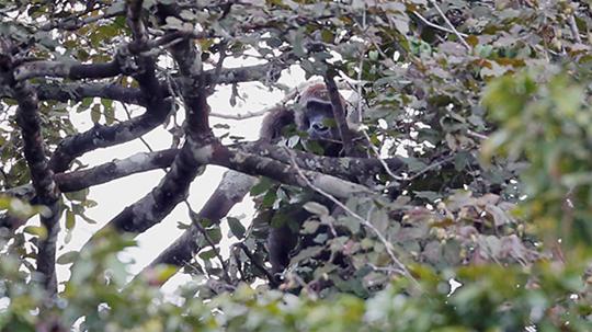  female gorilla building her nest in a tree