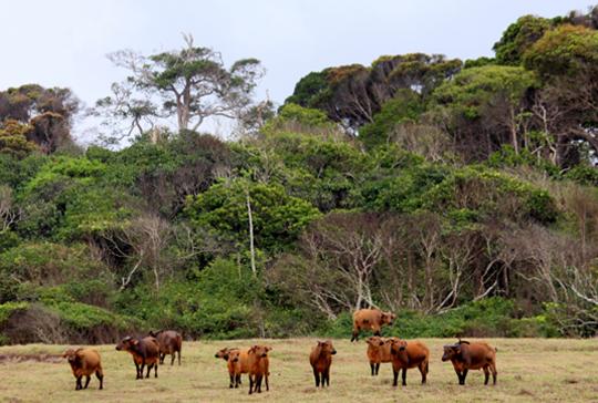 14 forest buffalo grazing