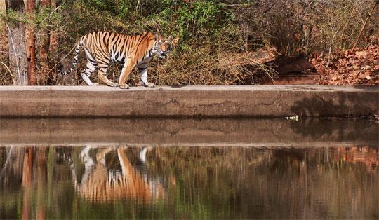 tiger with reflection in pool