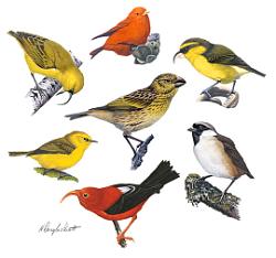 honeycreeper and other bird illustrated