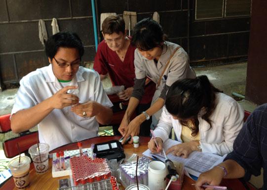 Conducting blood glucose and ketone analysis on site at Maesa Elephant Camp in Northern Thailand.