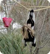 lemur hangs from rope