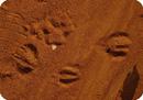 sand footprints 