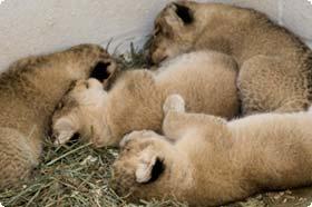 Shera's cubs at two weeks old