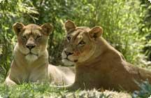 Shera and Nababiep, the Zoo's two female lions.