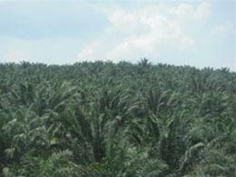 Mature palm plantation
