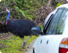 cassowary and cars 