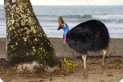 cassowary looking for food