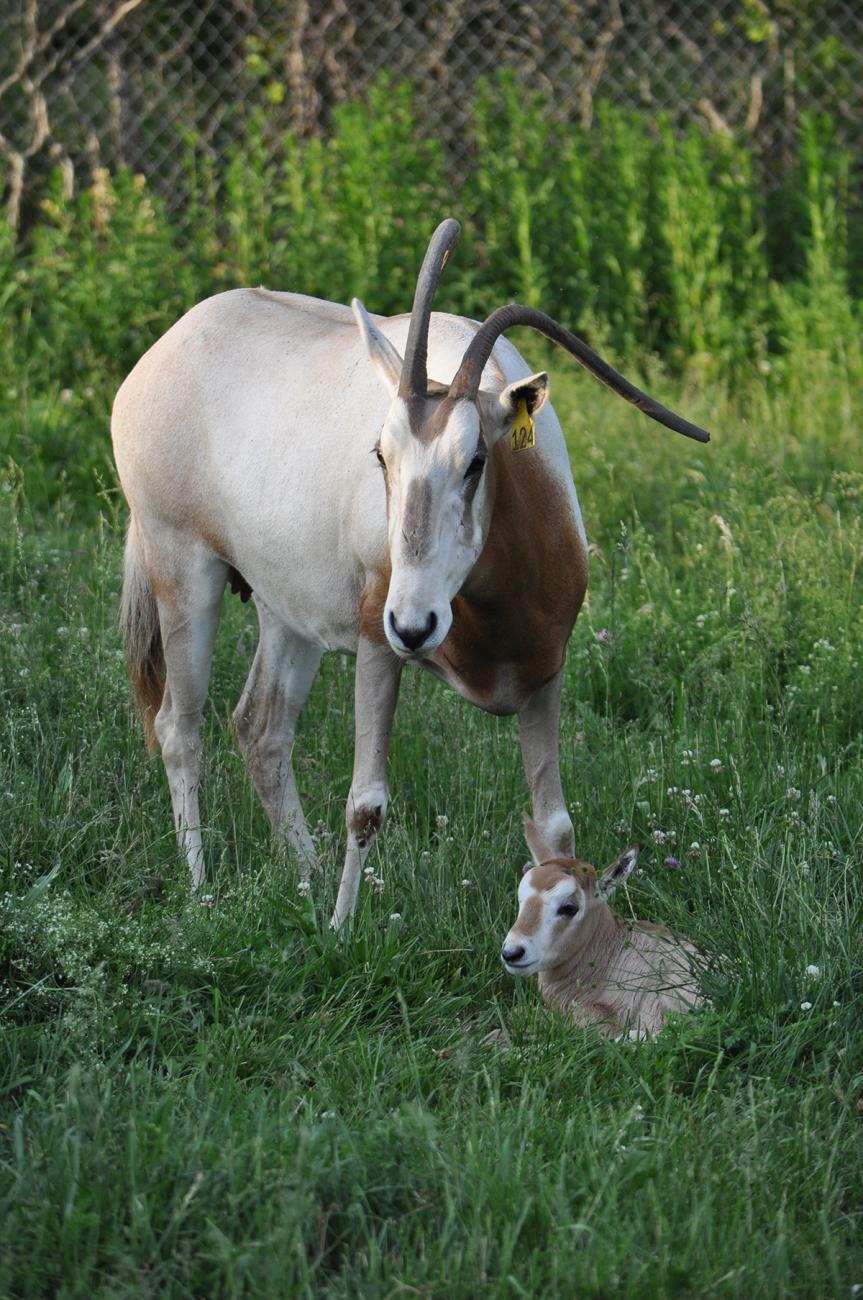 oryx calf laying in grass as its mother stands over it