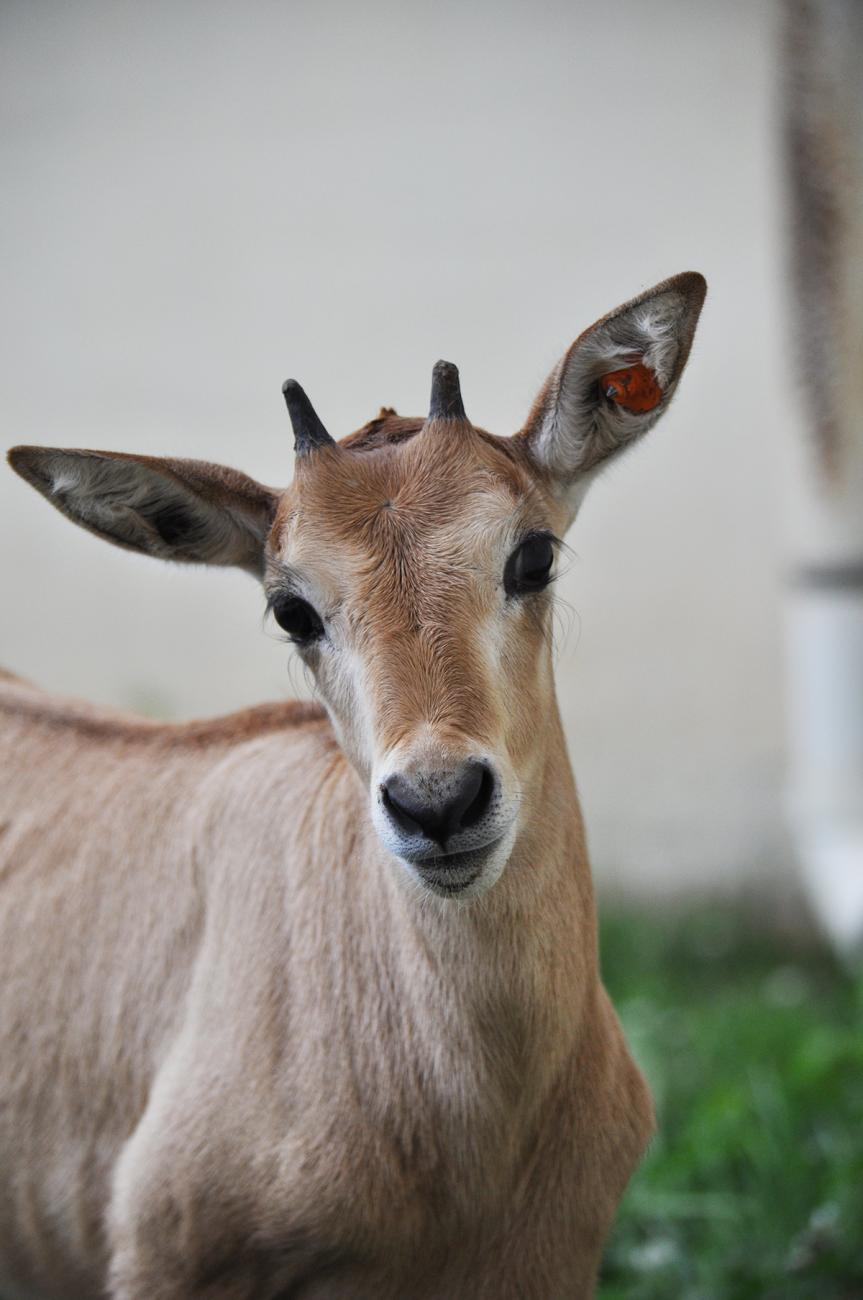 oryx calf grows small horns, looks at camera