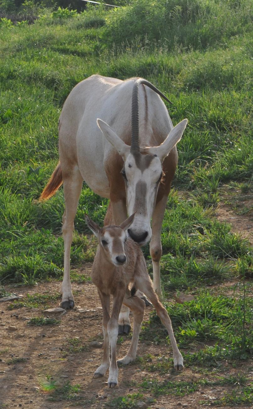 oryx calf with mother