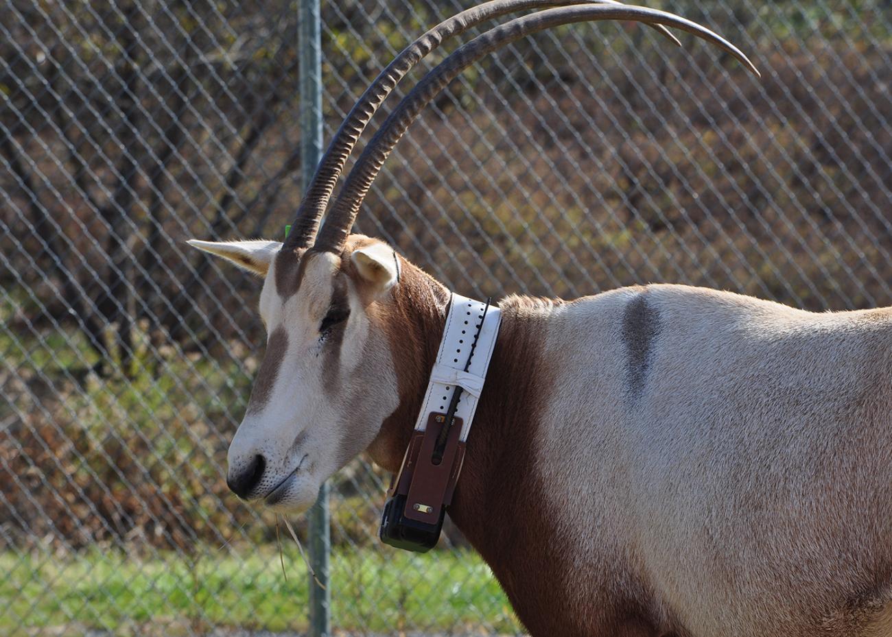 oryx with tracking collar on