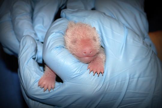 Newborn giant panda cub Bao Bao, born August 23, 2013.