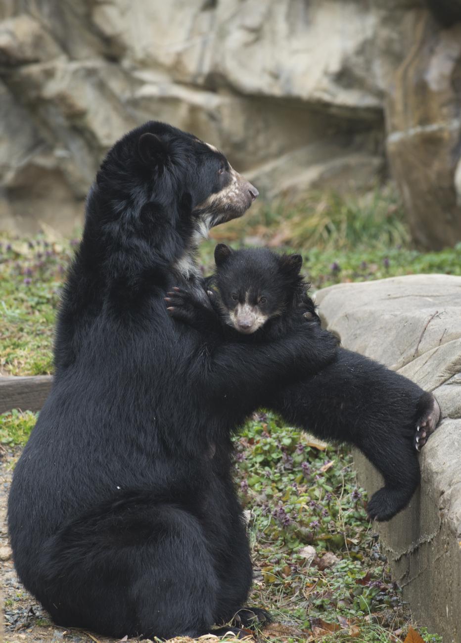 Andean bear holds her cub