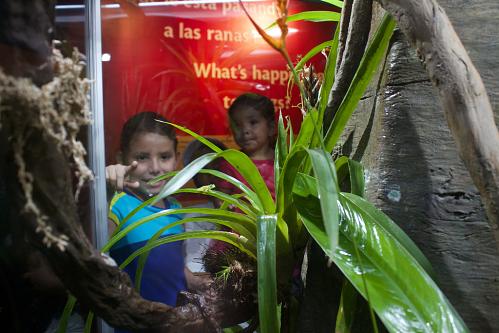 Little kids look at frog exhibit. Photos by Brian Gratwicke, Smithsonian Conservation Biology Institute.