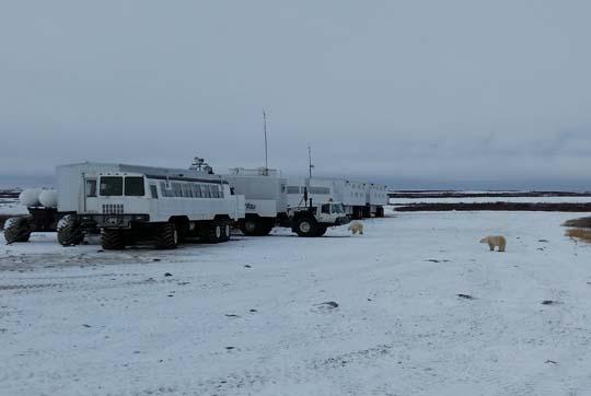 polar bears roam near industrial vehicles