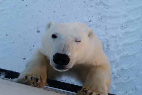 polar bear climbs up and looks at camera with one eye closed