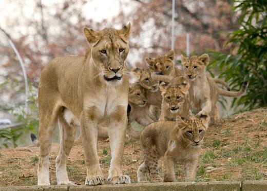 lion with lots of cubs
