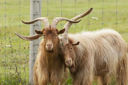 SVF livestock, two long haired goats in a field