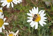 daisy with a bee on it