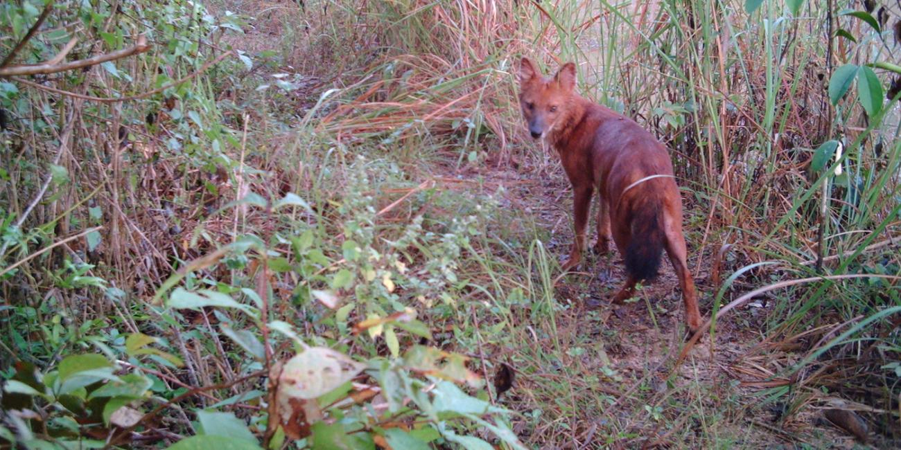 dhole caught by camera trap
