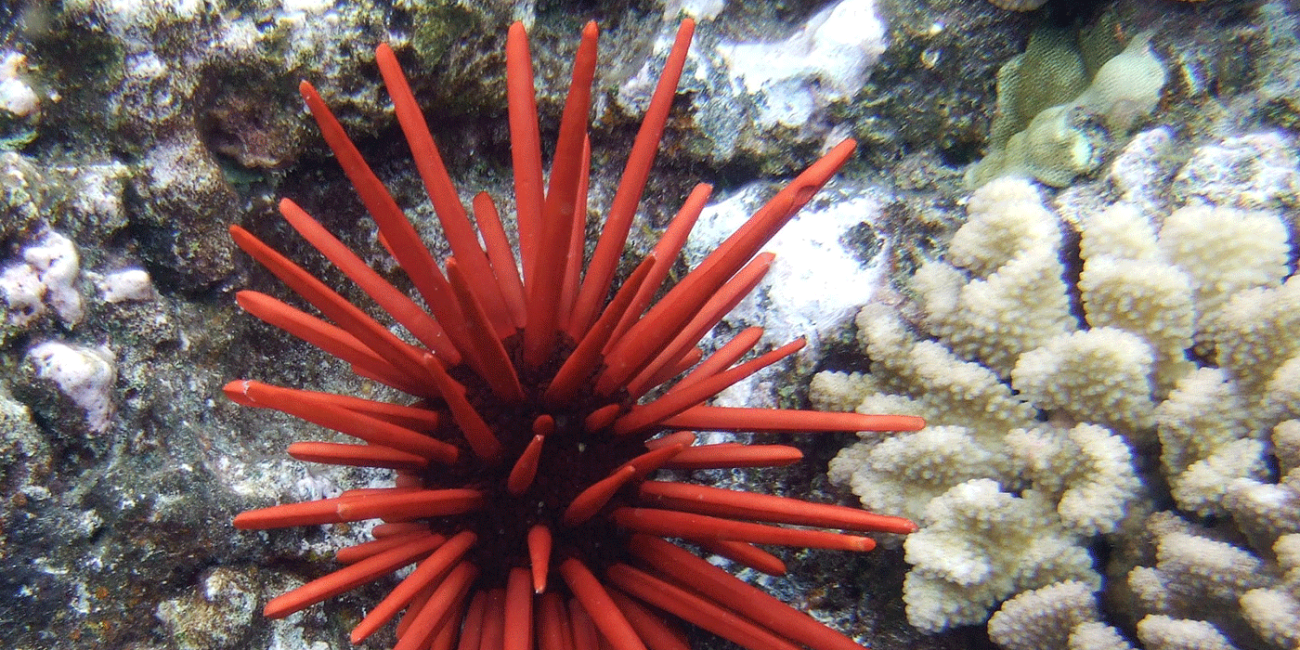 sea urchin among corals