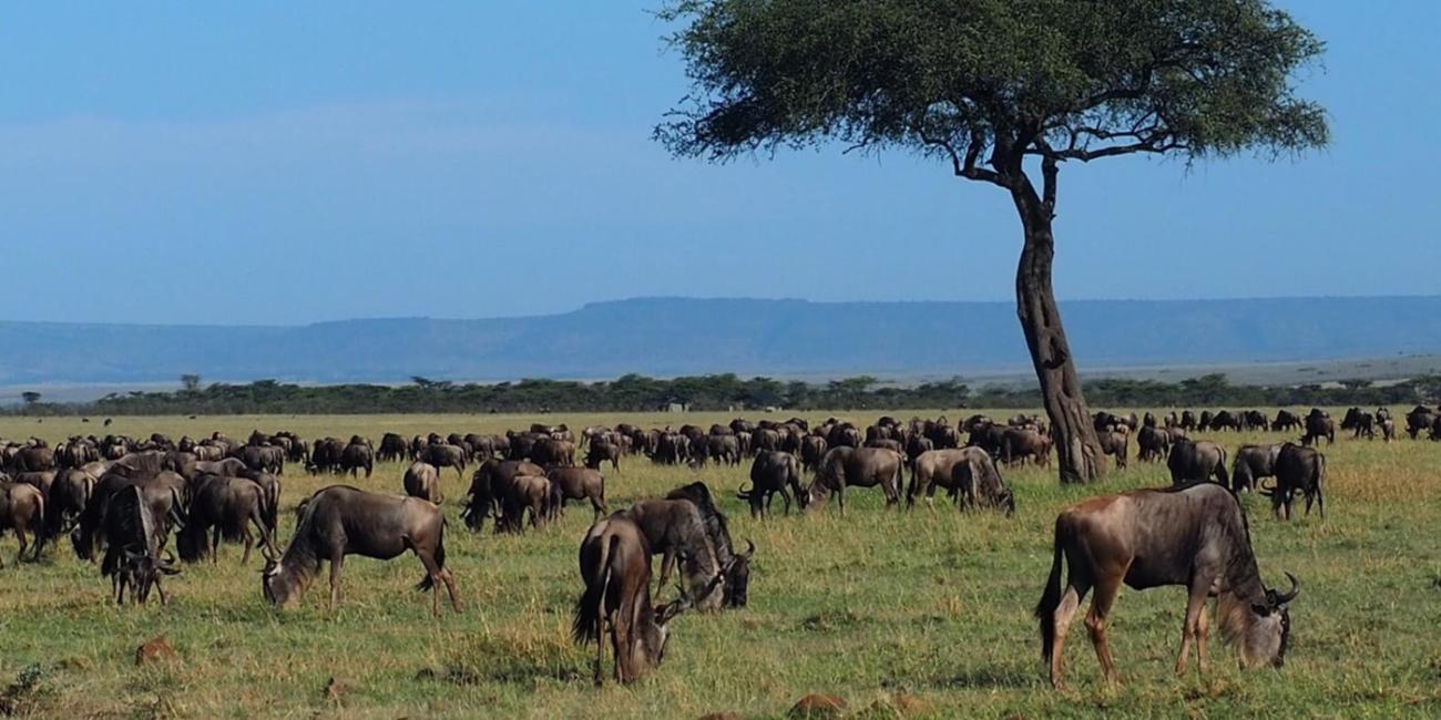 Herd of wildebeest grazing on an open grassy plain with one tree