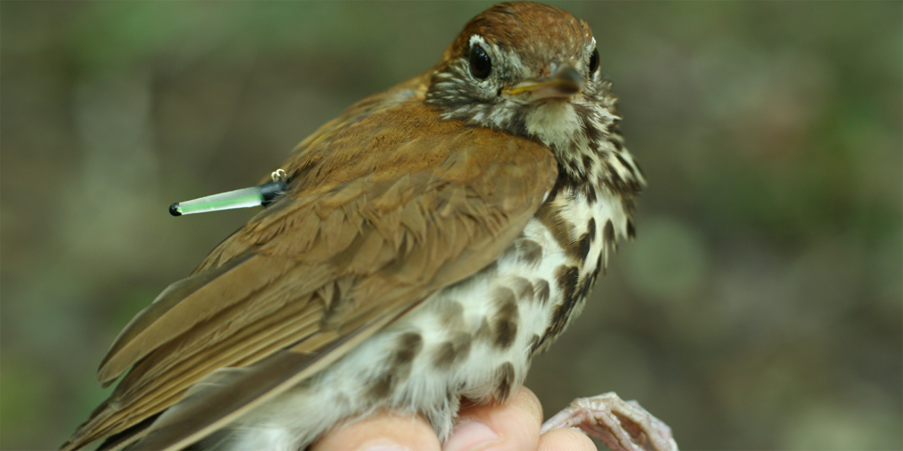 a bird with a tracking device on its back is held in a human hand