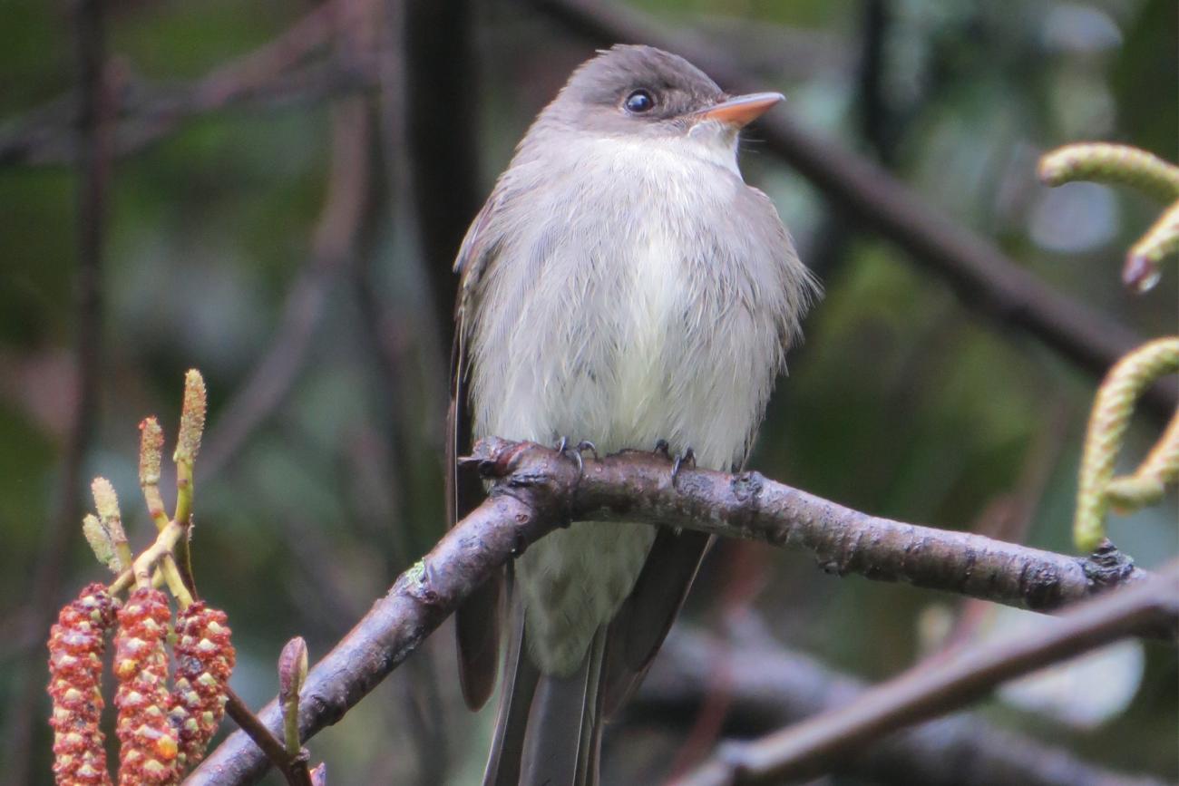 An eastern wood pewee bird perched on a tree branch in a forested area