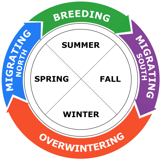 A chart showing a bird's annual cycle throughout the four seasons: breeding, migrating south, overwintering, migrating north